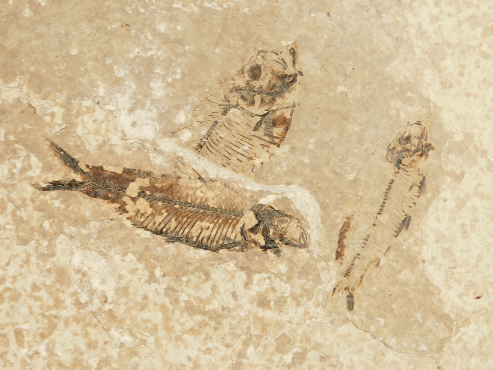 Rock AQUARIUM THREE! 100% Natural Knightia FISH Fossils From Wyoming! 291gr