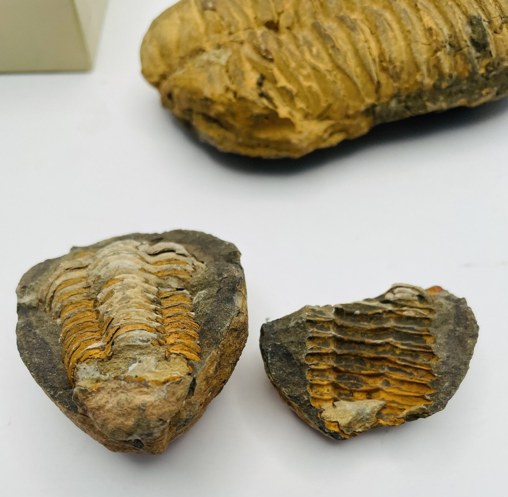 Trilobites Devonian Flexicalymene World of Science (CB)