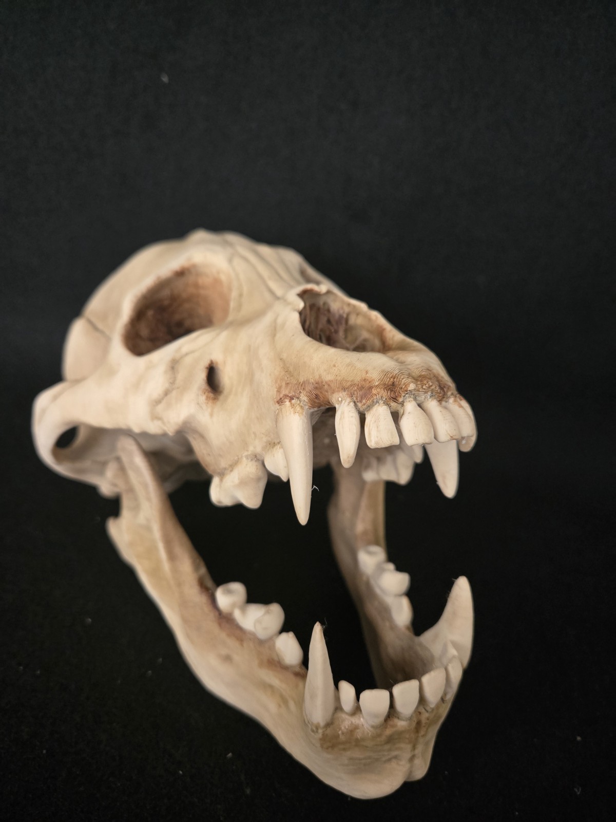 Werewolf Skull Realistic "Large" With Stand