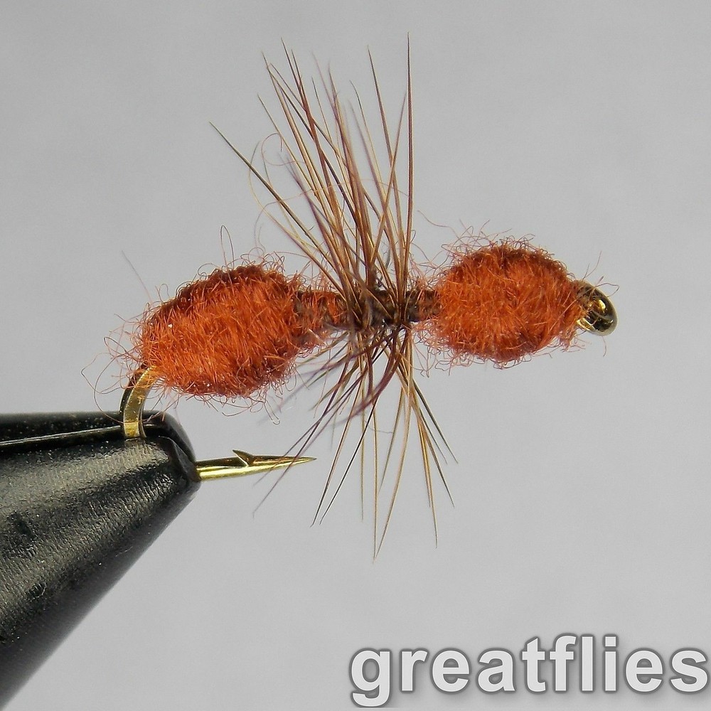 1 dozen (12) - Red Ant