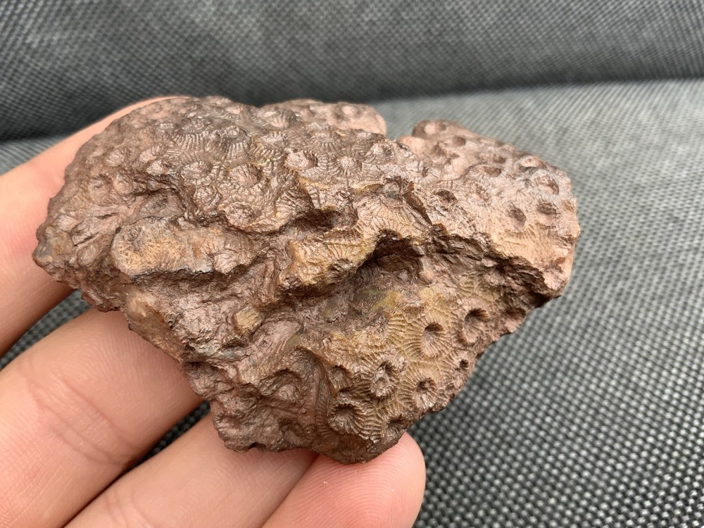 Fossil Coral Head, Unidentified sp, Morocco.