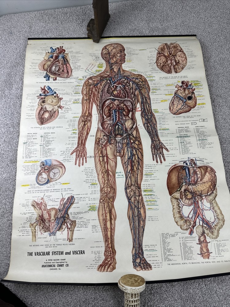 Anatomical Chart: The Vascular System & Viscera Chart 20" x 26"