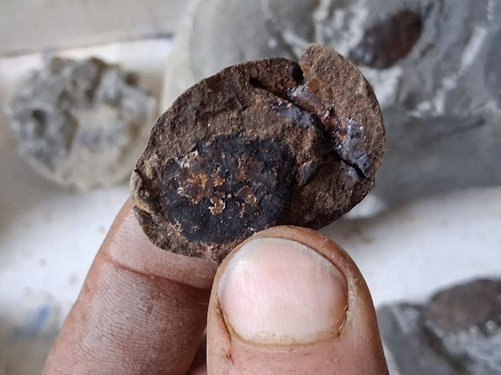 15 Unfinished Crab Fossil Lot Washington State