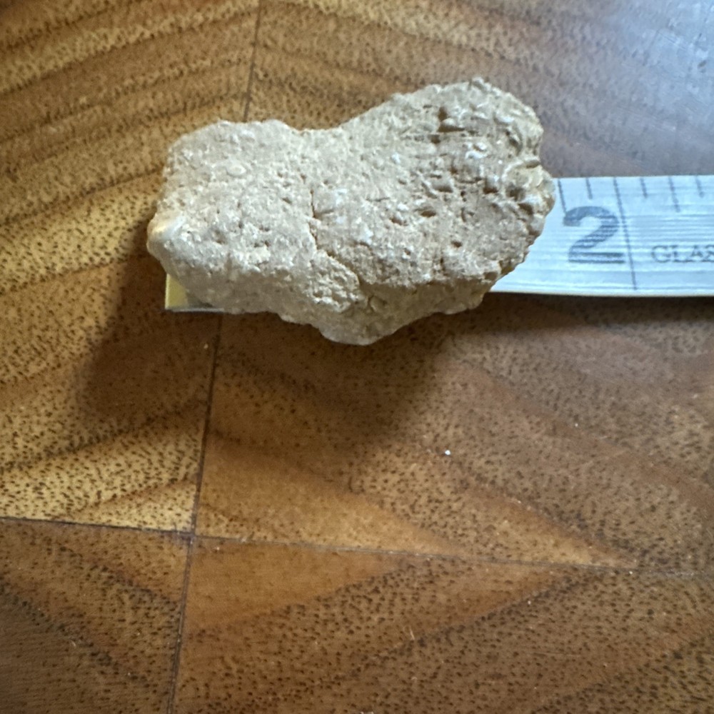2” Fossil Specimen