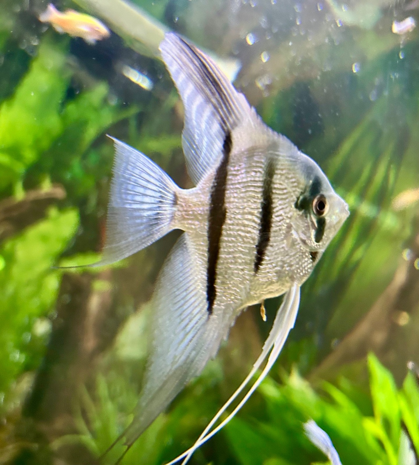 6 + 3 Free PH Blue Angelfish (Zebra/Stripped) Nickel / Quarter