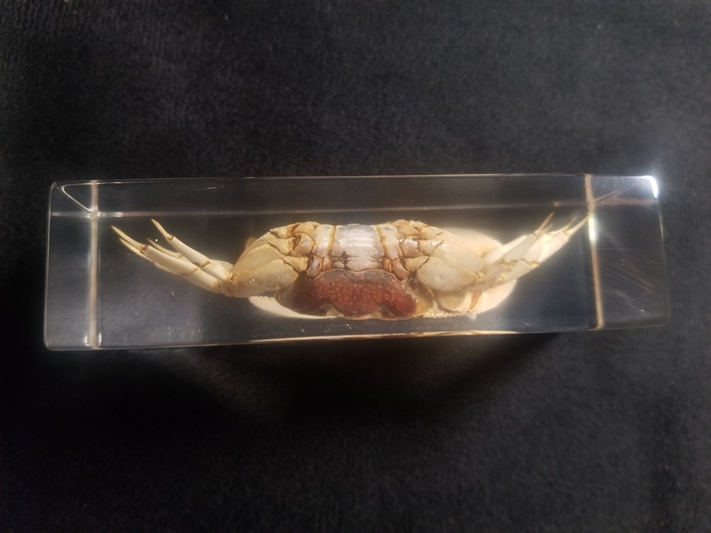 Fiddler Crab