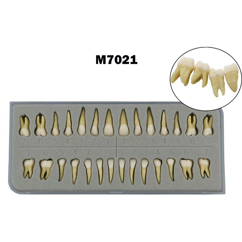 Dental 1:1 Permanent Teeth Demonstration Teach Study Model with 28Pcs Teeth