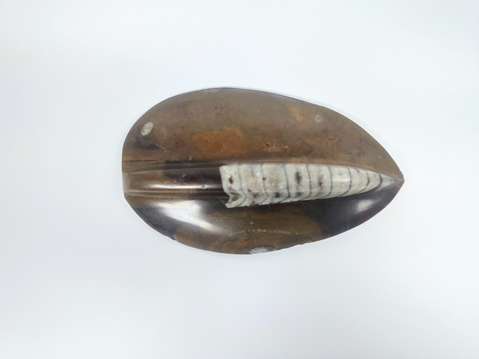 Large 7" Polished Orthoceras Fossil Specimen - Morocco 400MYO Prehistoric Decor