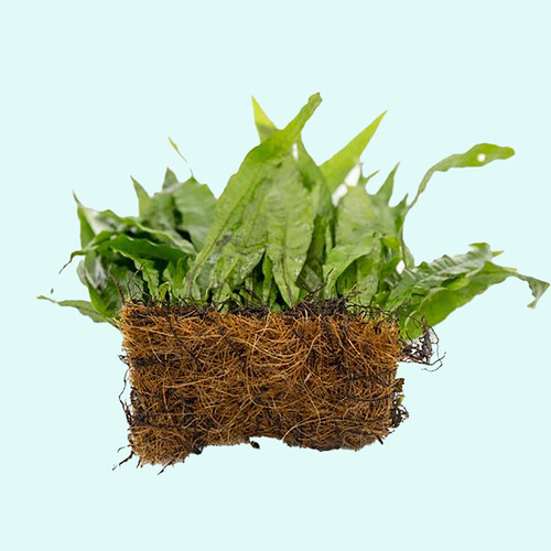 Java Fern Microsorum Pteropus Driftwood Live Aquarium Plants