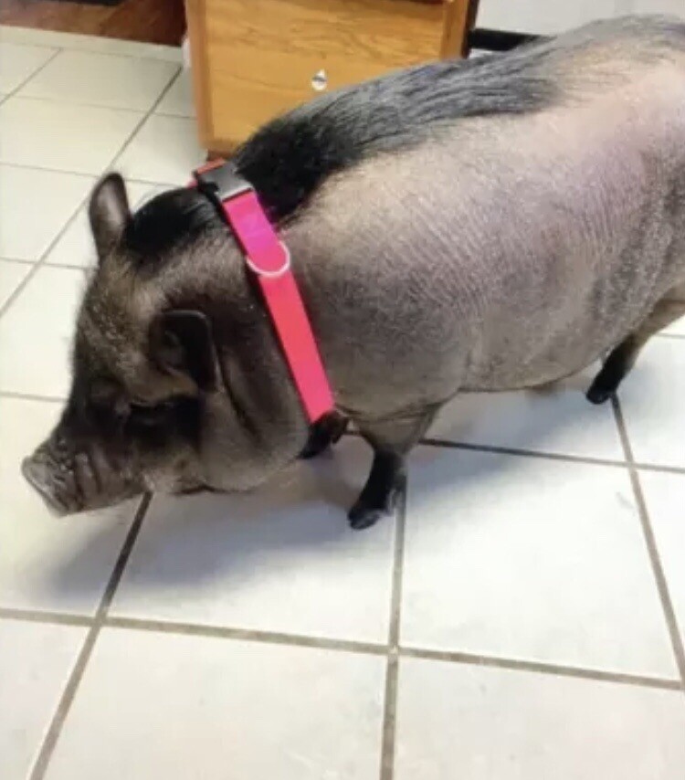 SNOW CREEK - HEAVY DUTY NYLON DOG COLLAR - ADJUSTABLE (MADE IN KY, USA)