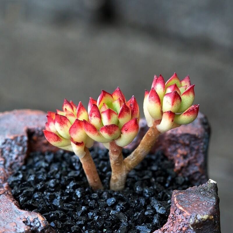 Rare Beauty Succulents Seeds, Mixed 100pcs/pack