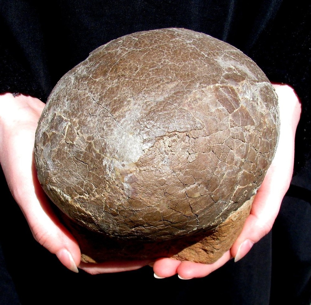 TOP QUALITY REAL DINOSAUR HADROSAUR EGG - EGGSHELL CLEANED UNDER A MICROSCOPE!