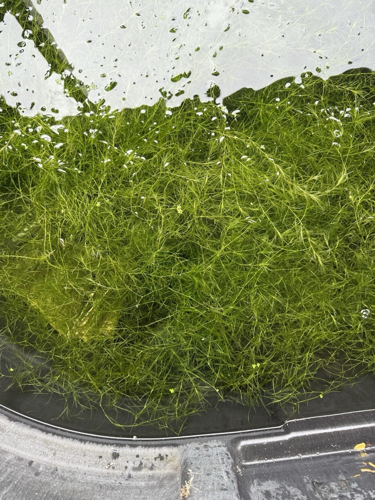 Aquarium Plants