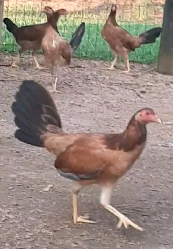 12 Chicken Hatching Eggs