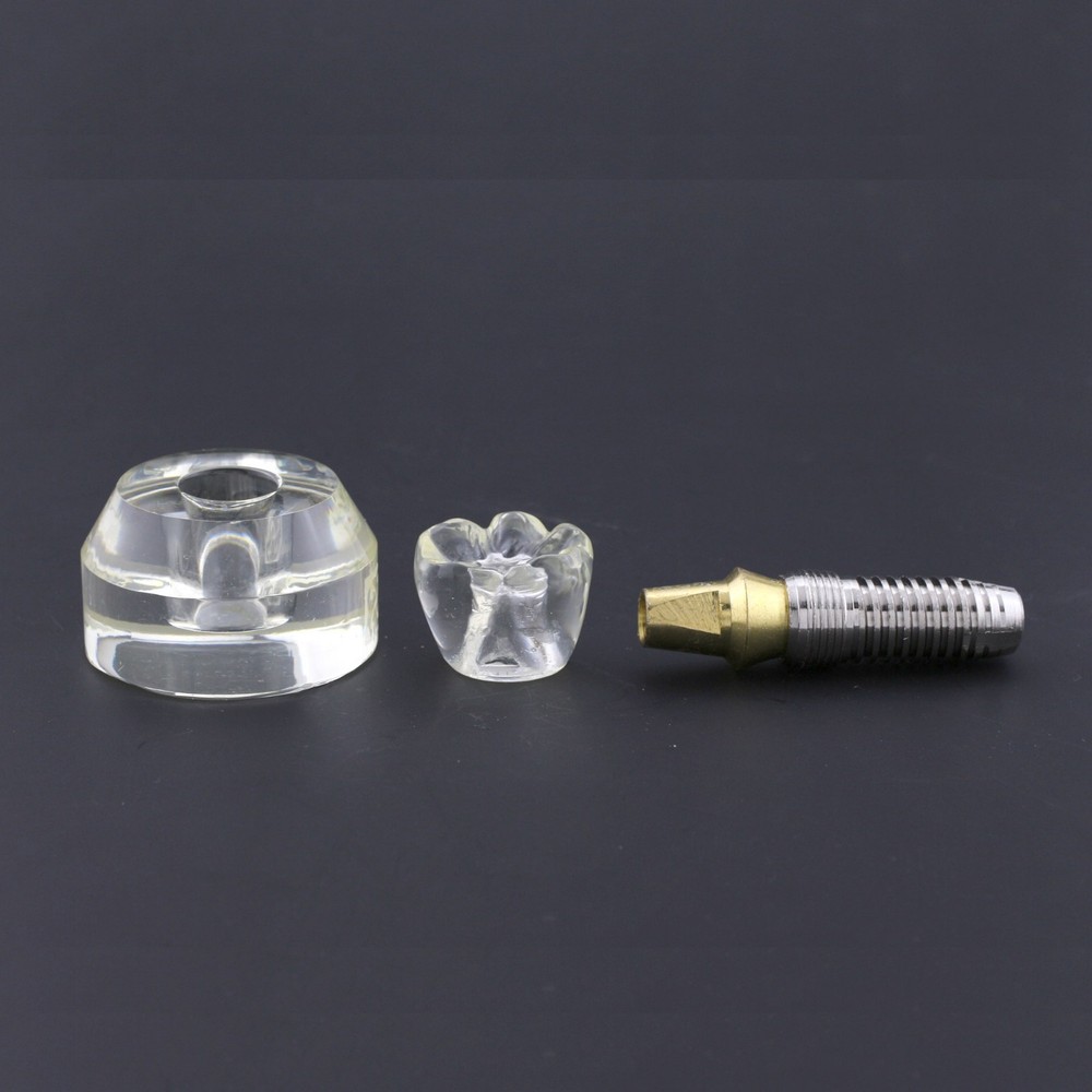 Dental Implant Typodont Teeth Study Model Arcylic Single Tooth Crown Base #2020