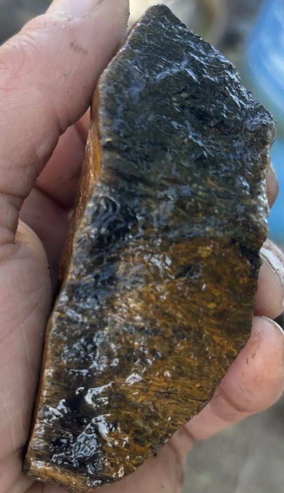 Tempskya petrified Palmwood