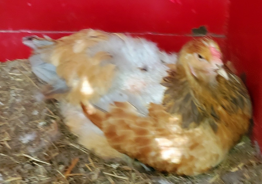 Blue Buff Columbia Brahma Hatching Eggs 8+