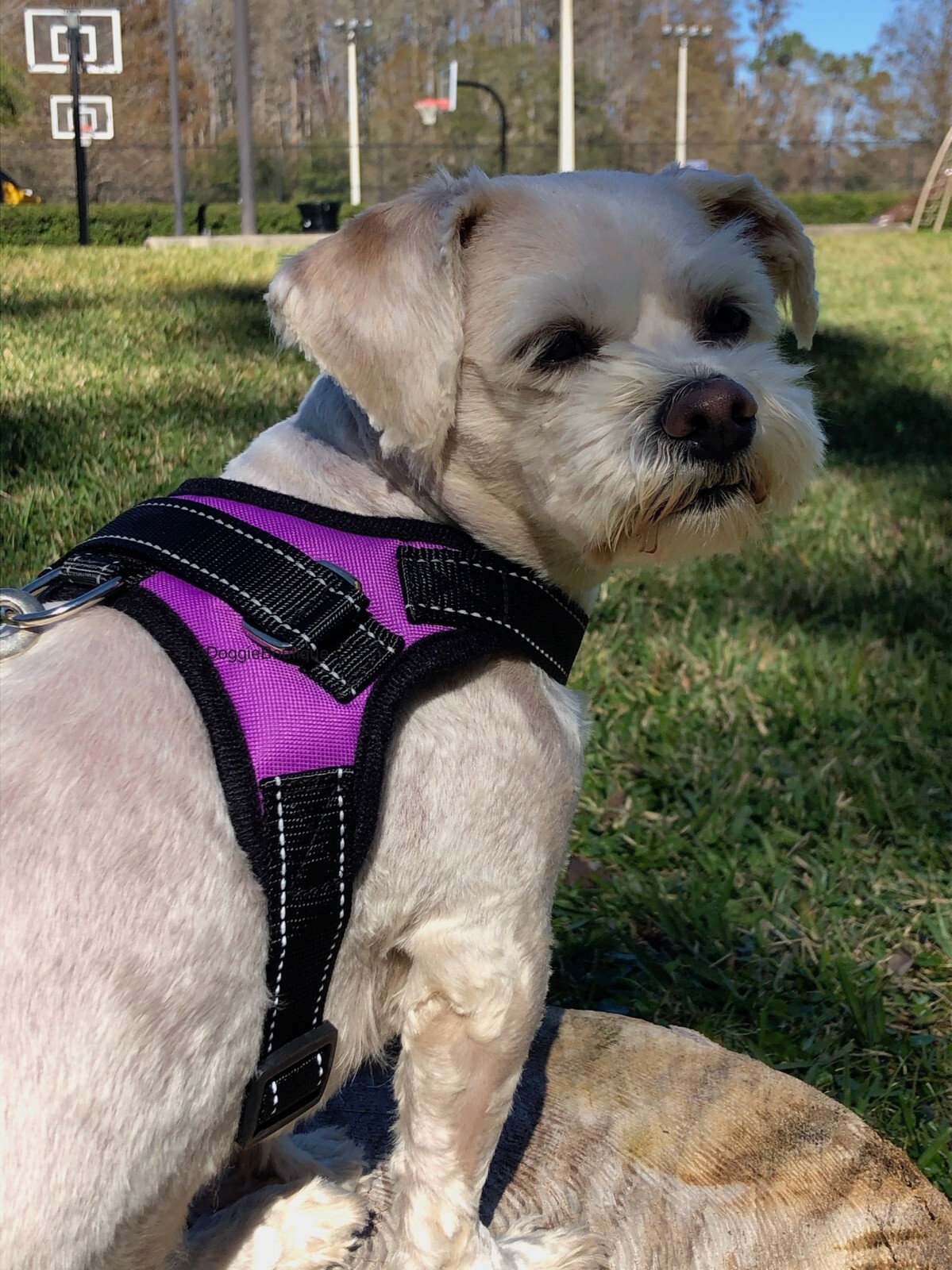 Dog Pet Vest Harness No Pull w Handle Adjustable Control Reflective S M Large XL