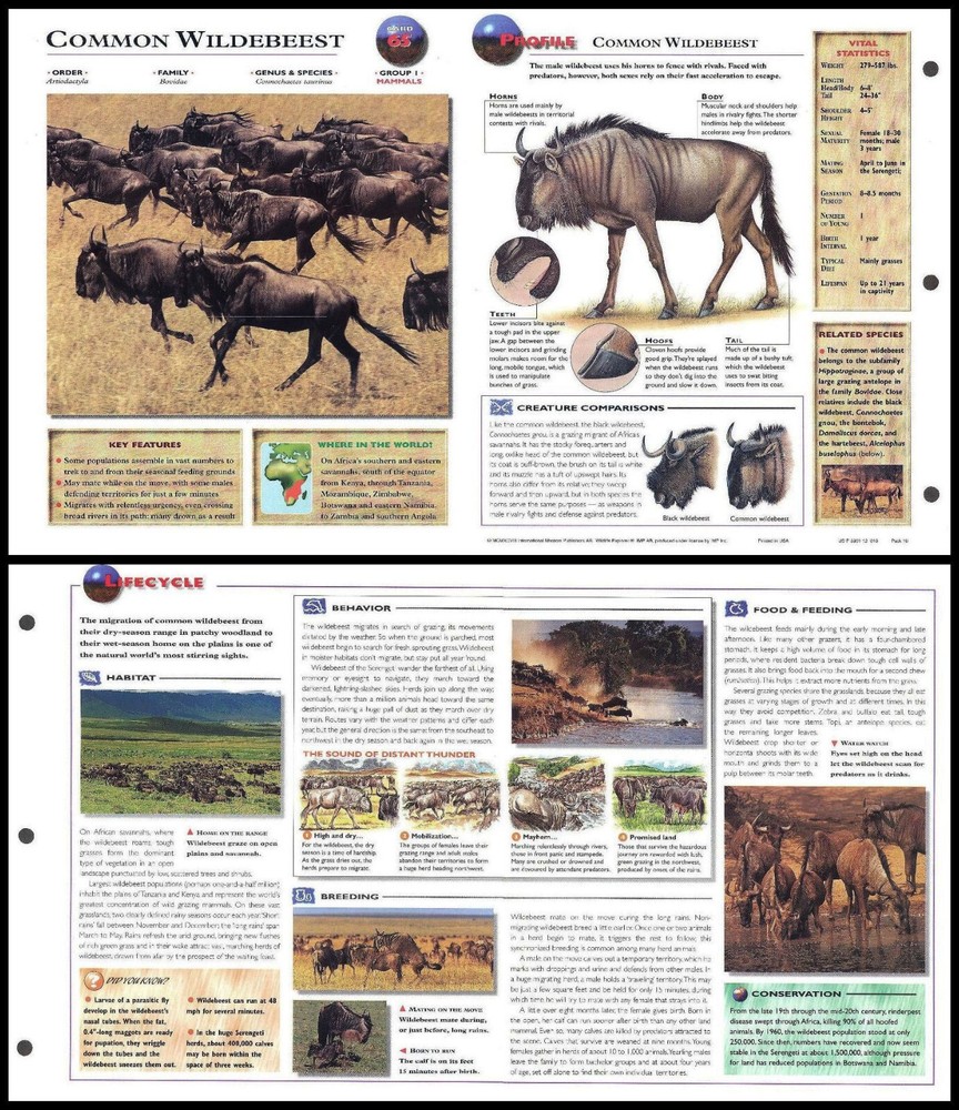 Fold-Out Sheet - Common Wildebeest - 65