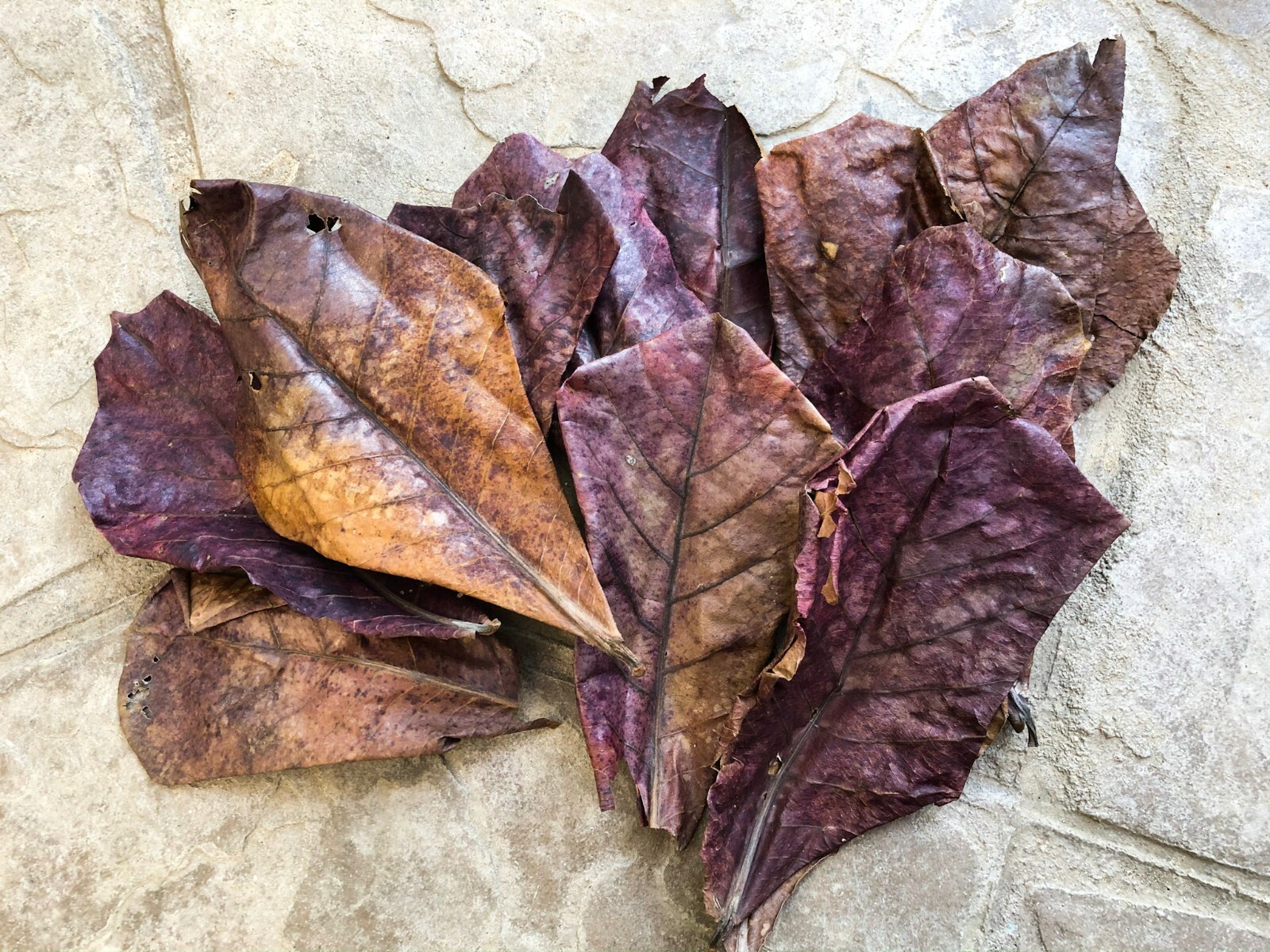 10/20/50pcs NATURAL Catappa Indian Almond Leaves for shrimp betta discus cichlid