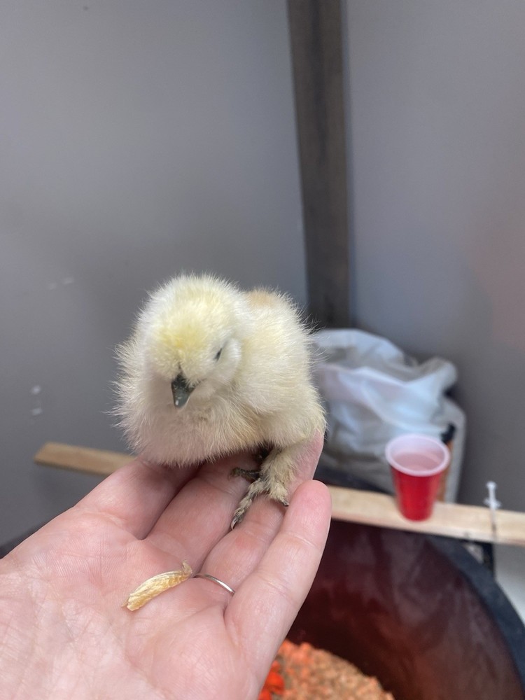 12 Bearded Silkie Hatching Eggs