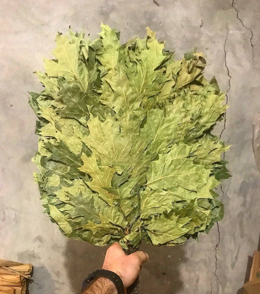 20 Oak brooms 2025, whisks, Eichenreisig Eichenquast Saunareisig sauna banya