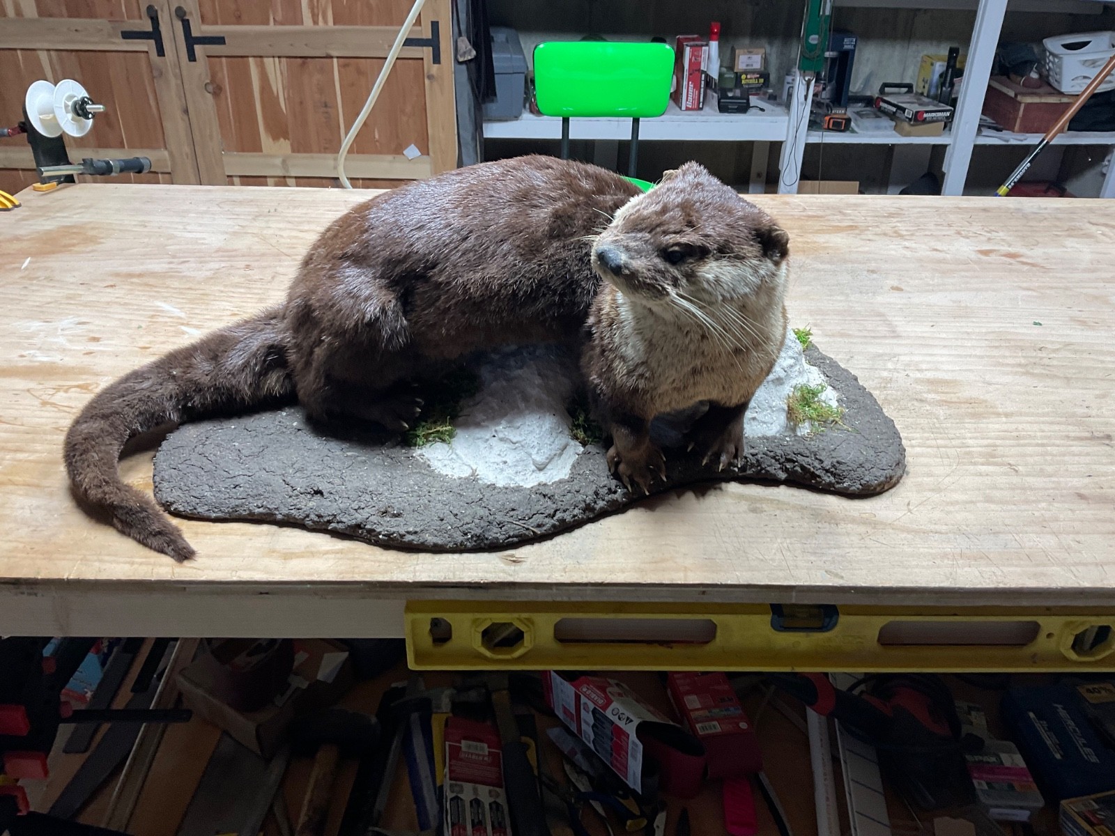 Utter full body mount in a natural setting