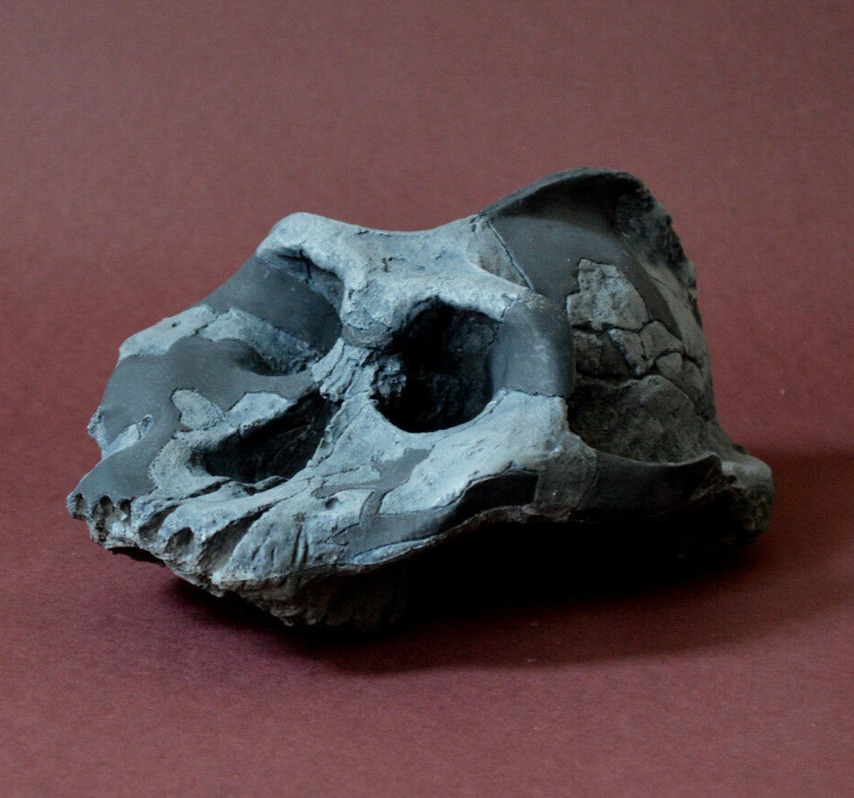 Australopithecus Aethiopicus Skull Replica