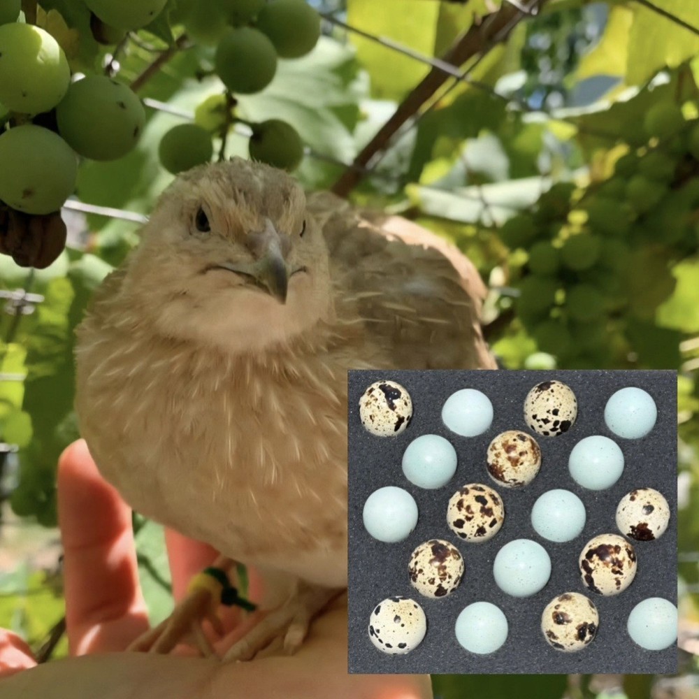 7 Celadon Blue/7 AssortedCoturnix Quail Hatching Eggs