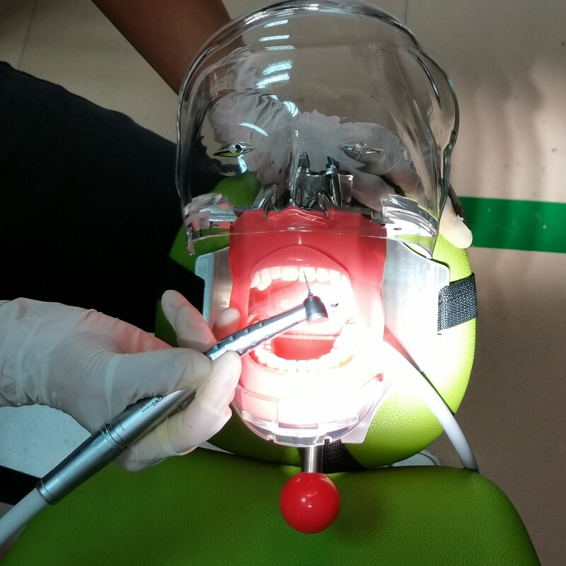 Dental Simulator Manikin Phantom Head with Replaceable Typodont Tooth Model USA