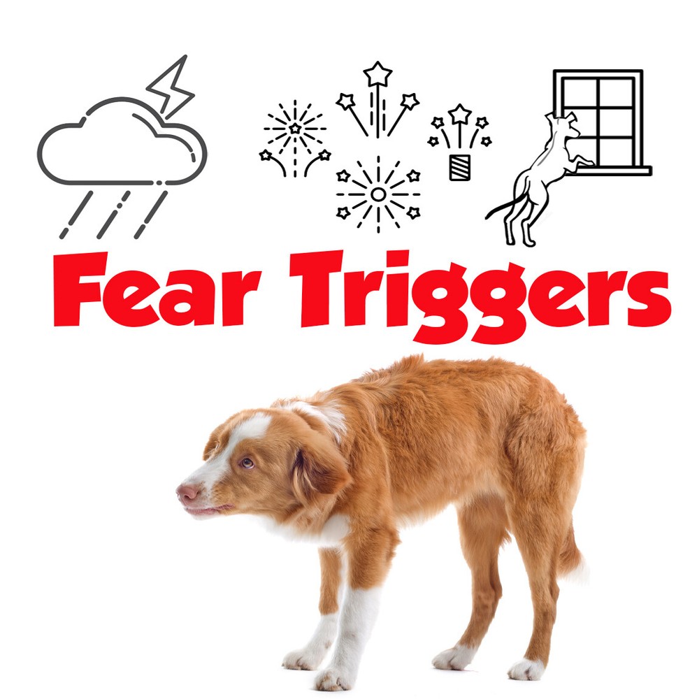 Australian Shepherd Relax Aromatherapy | Calms Your Anxious, Scared Aussie Dog