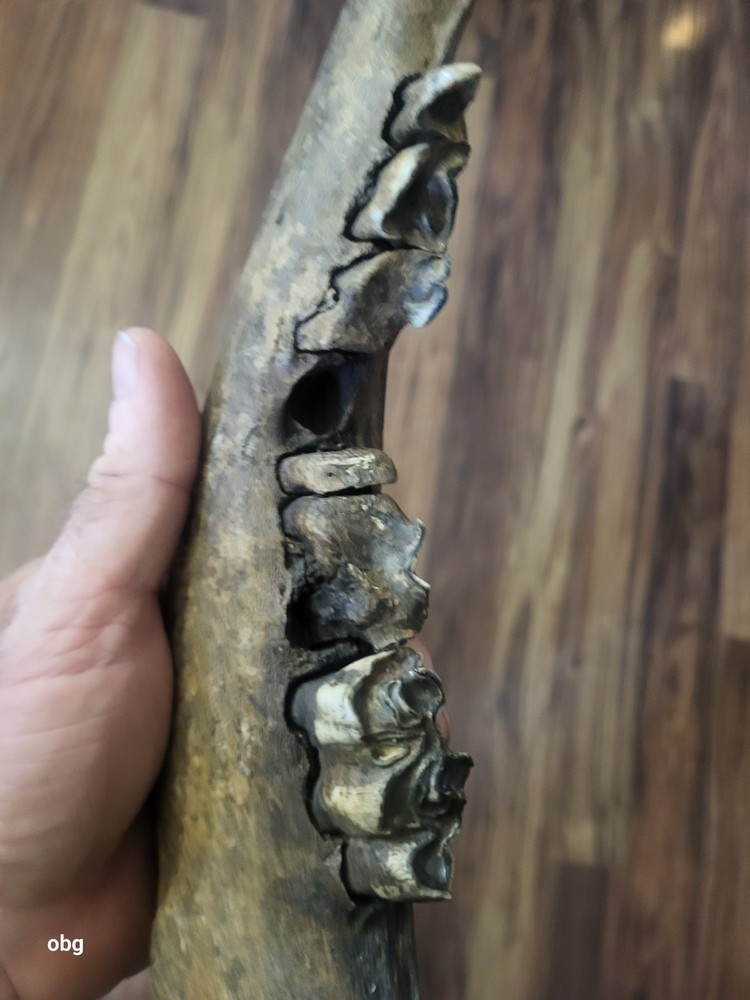 Historic Bison lower jaw bone buffalo