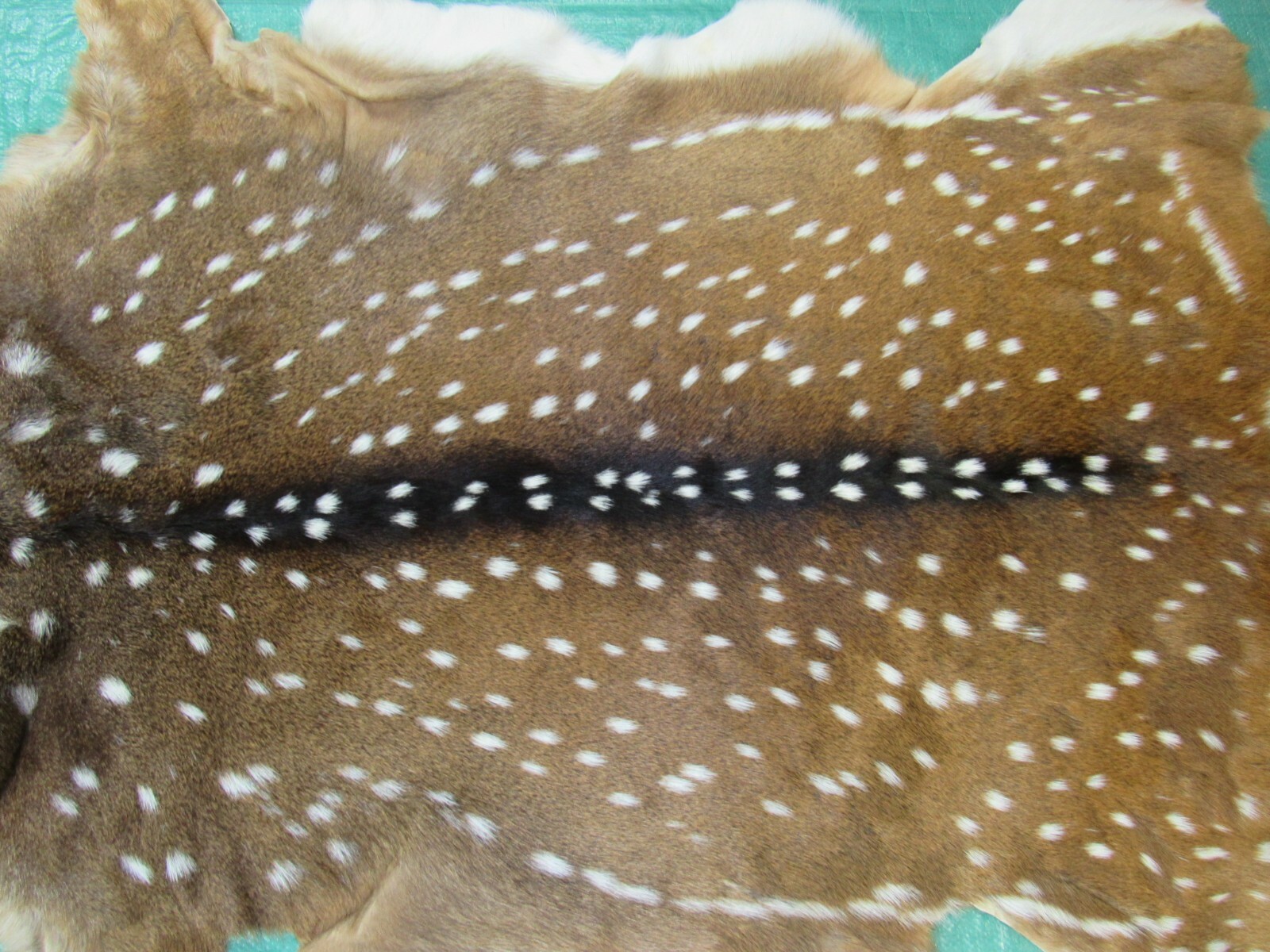 Axis Deer Skin Hide Average Size: 37" X 30" Top Grade Axis Deer Hide Top Grade