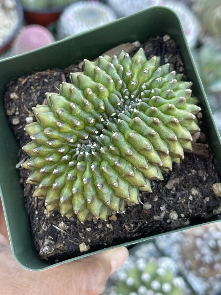 3.5” Crested Gymnocalicium Inermis | Spineless Cactus