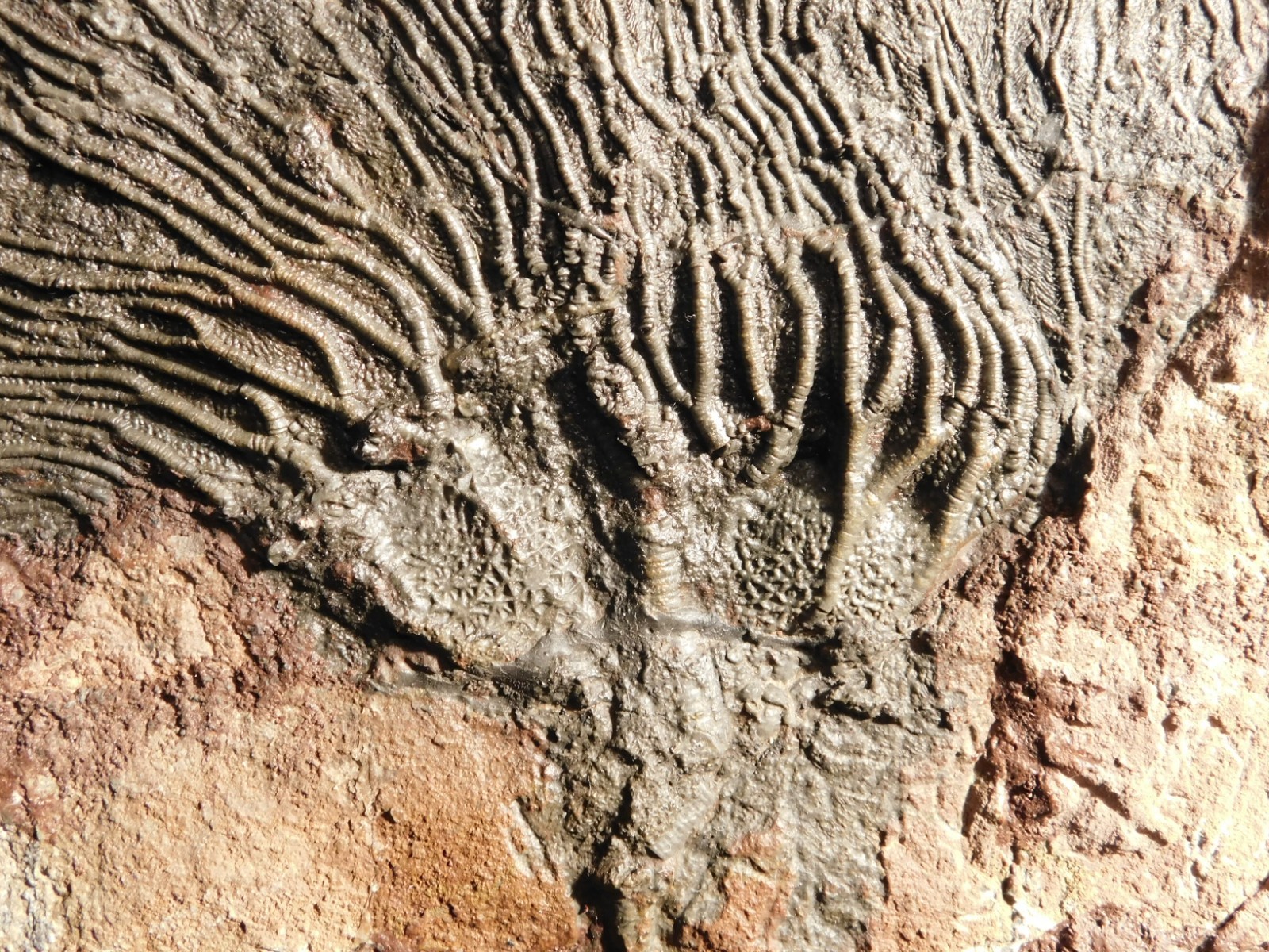 TWO BIG! 430 Million Year Old! CRINOID Fossils or Sea LILY Fossil Morocco 1565gr