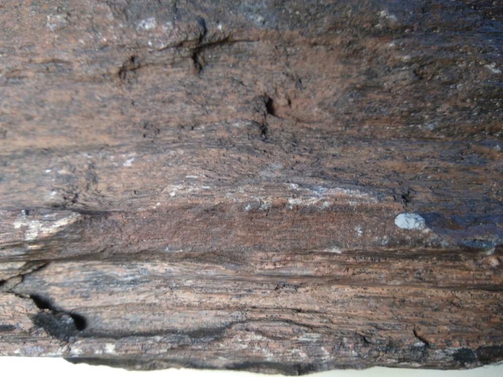 Petrified Wood Rough- Over 5-1/4 lbs.