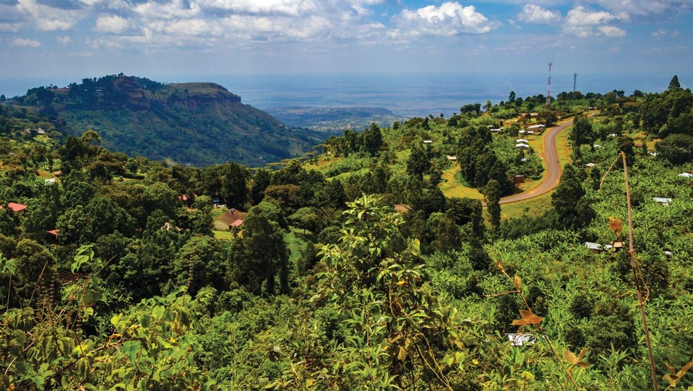 Kenya AA Coffee Beans - Fresh Roasted to Order