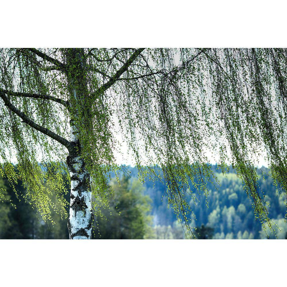 Weeping White Birch Tree Bare Root