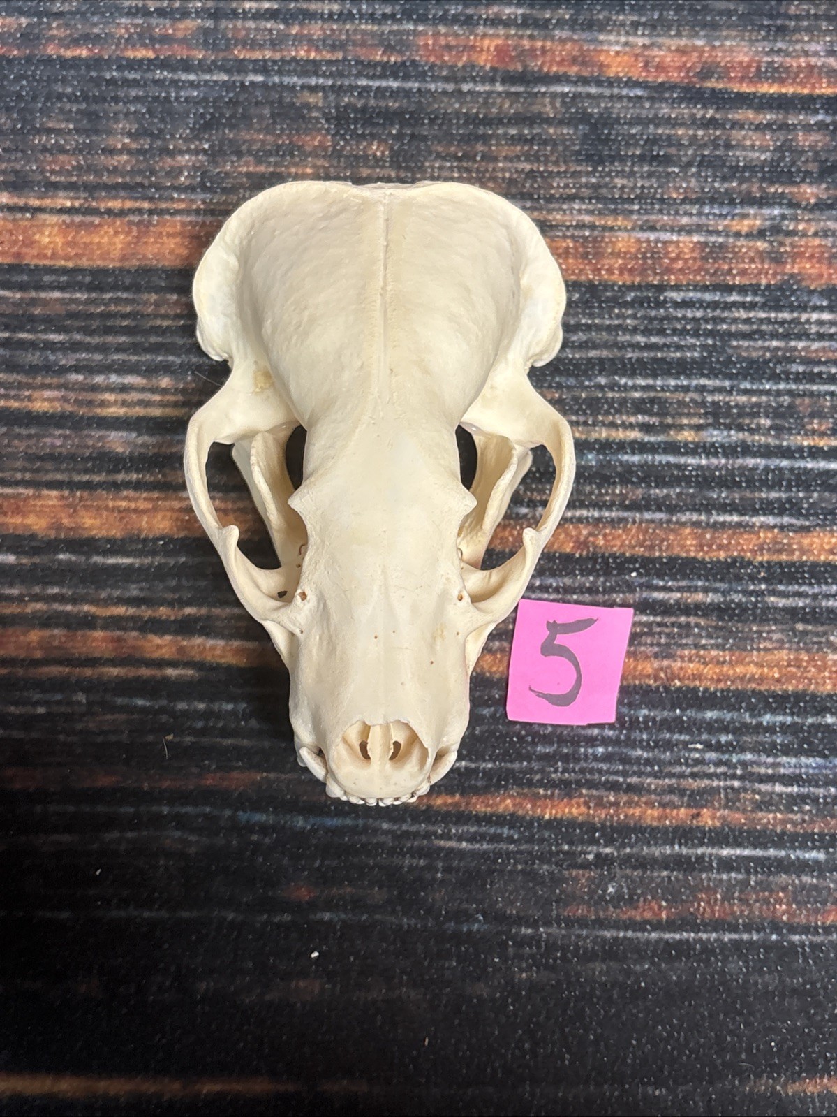 Real XL Badger Skull Unique Gift Halloween Craft Animal Mount Art Model Head Odd