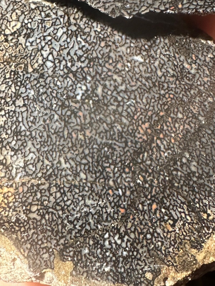 Dinosaur bone rough **hxtled wash split.