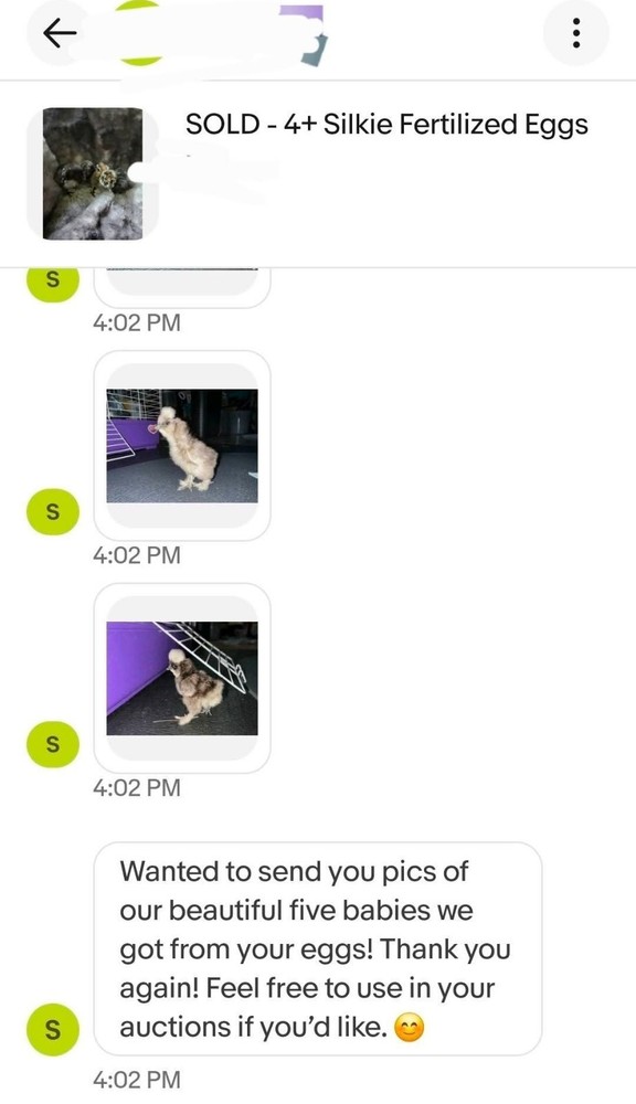 6+ Silkie Fertilized Eggs