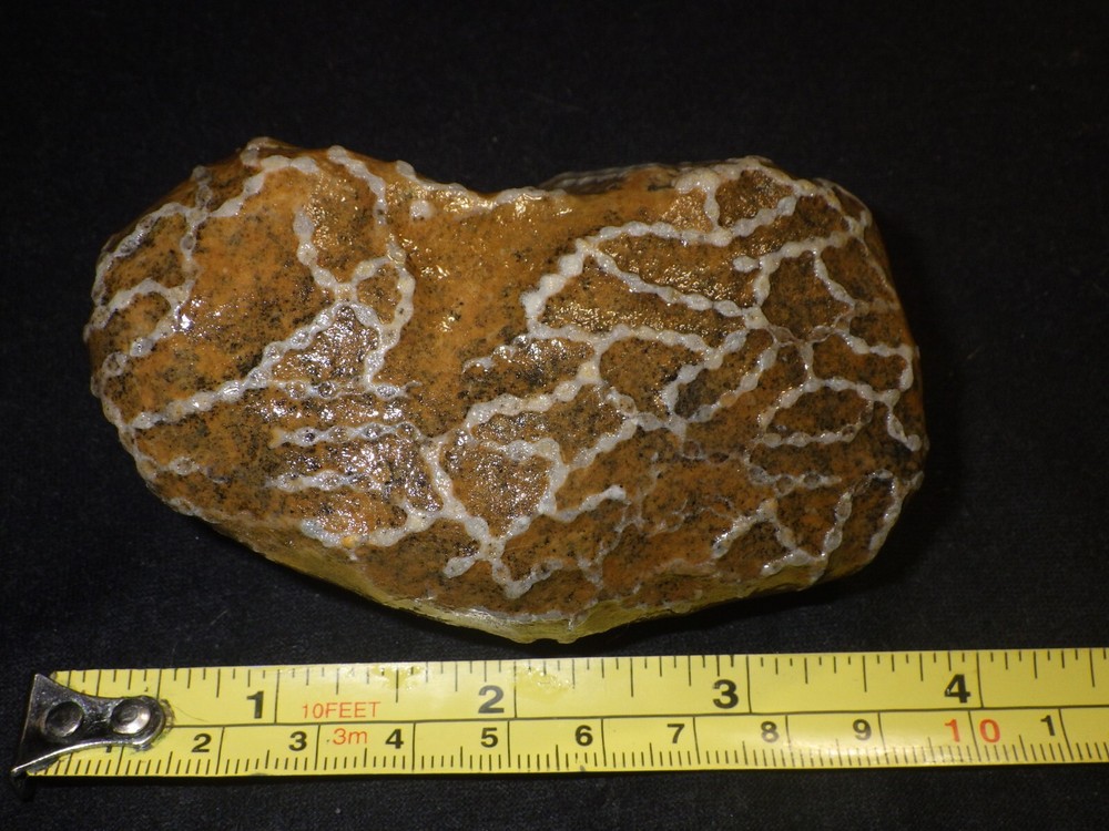 Chain Coral Halysites