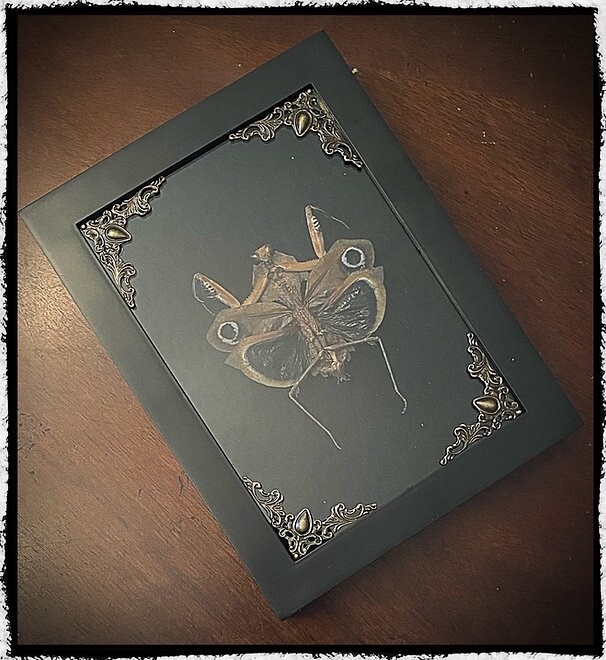 Preserved Death Mantis in Shadowbox Frame - oddities - gothic - gothic decor