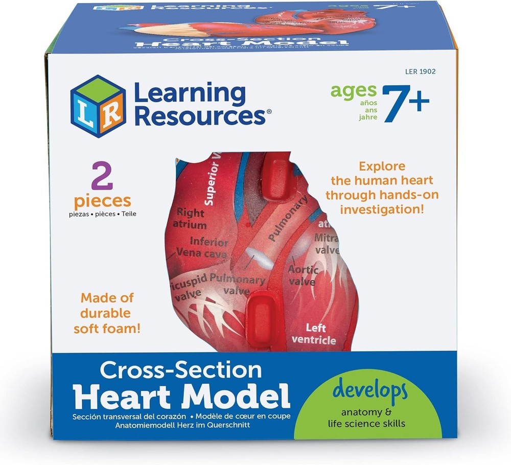 STEM Learning Aid - Cross-Section Heart Model, Lightweight