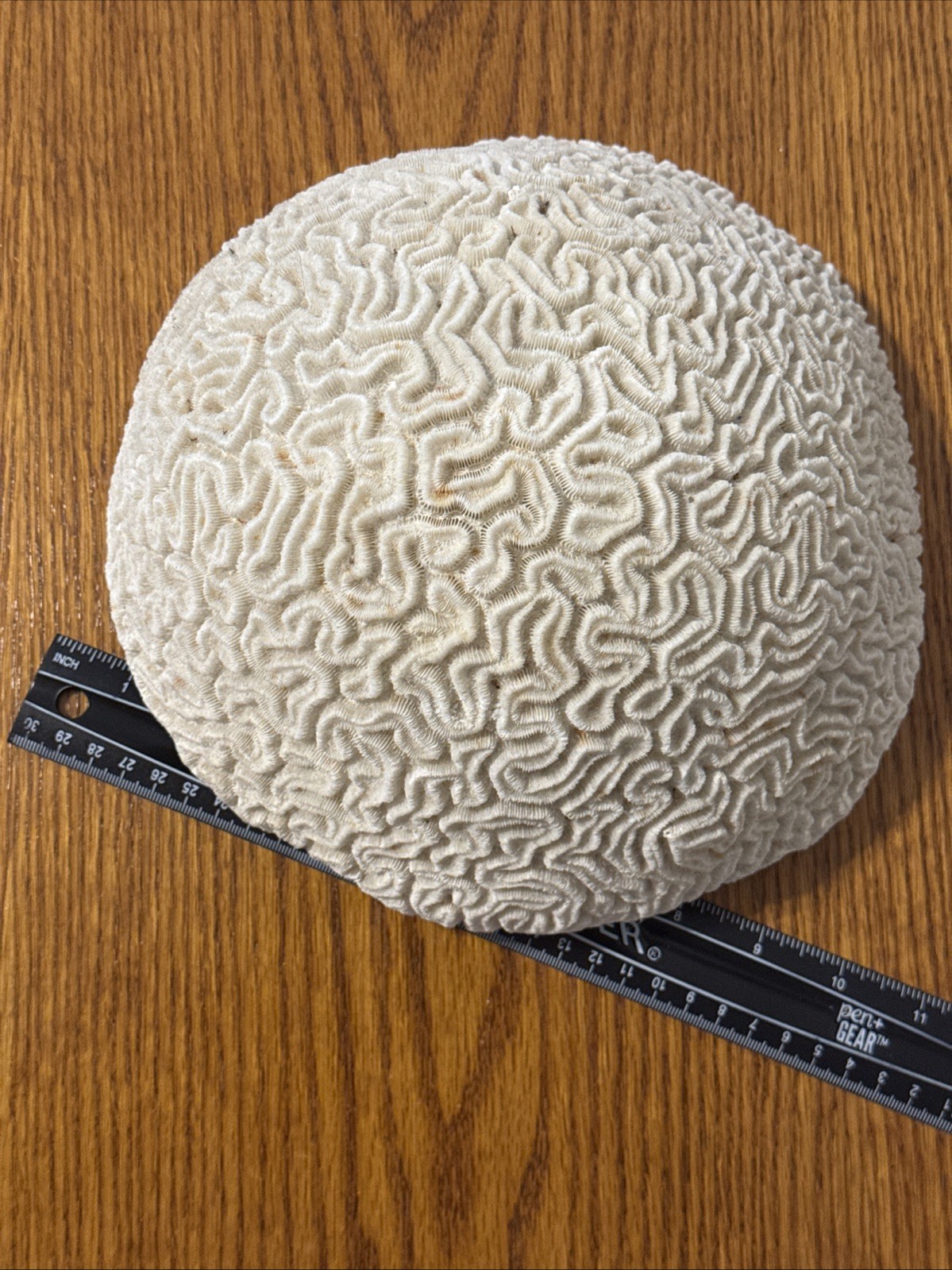 Large Natural Brain Coral Vintage Salt Water Fossil Heavy 9.12 lbs, 9" wide