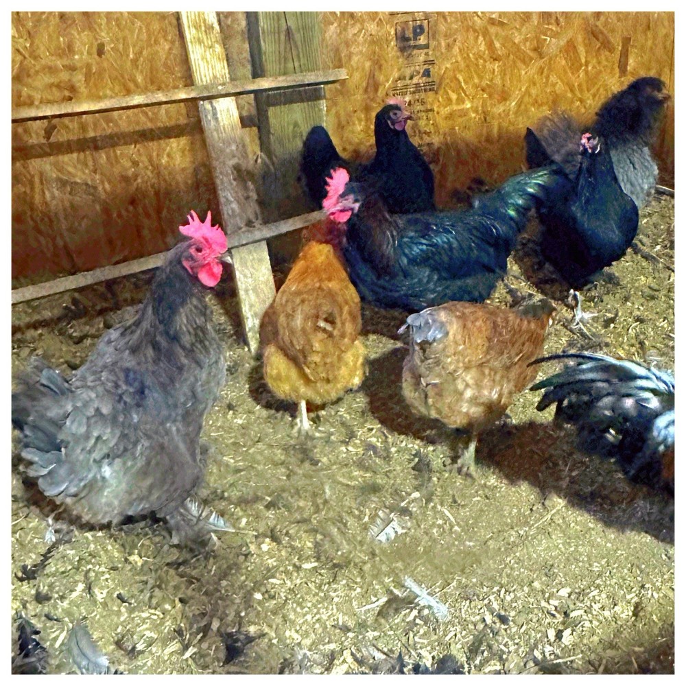 3 Easter Egger/Copper Maran Mix Chicken Hatching Eggs (NPIP Certified)