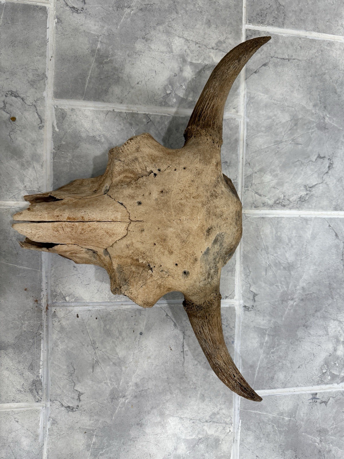 Bison Skull real historic buffalo skull river find