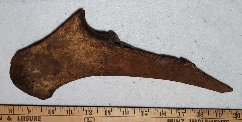Ice Age Bison Left Ulna Bone Fossil
