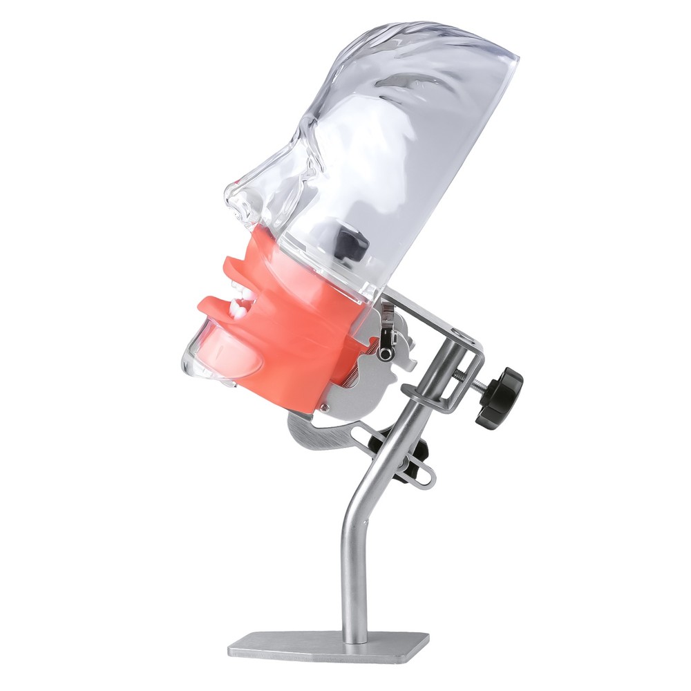 Dental Simulator Teaching Head Model with 28Pcs Replacement Teeth Place on Table