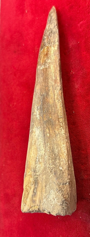 Authentic 4 1/2” Spinosaurus Tooth Fossil